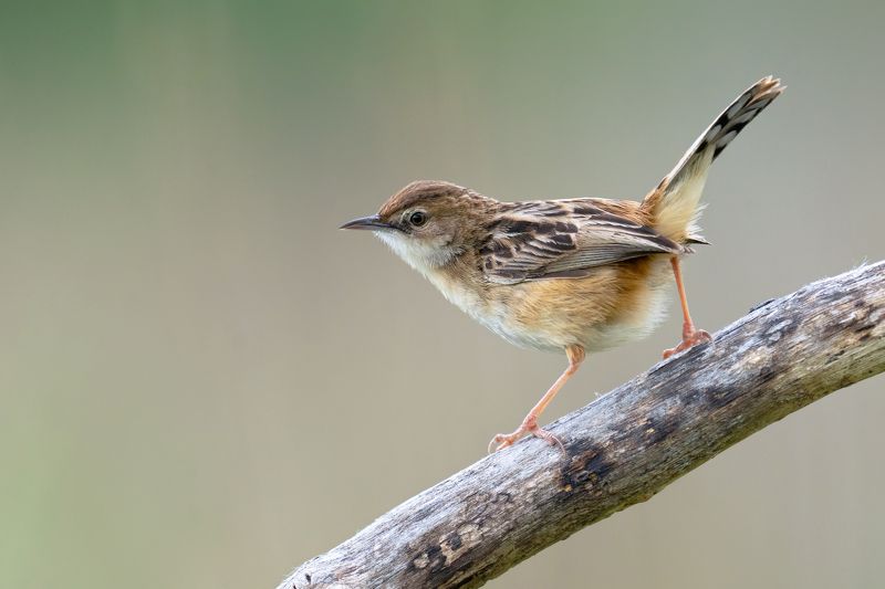 Cisticola juncidis фото превью