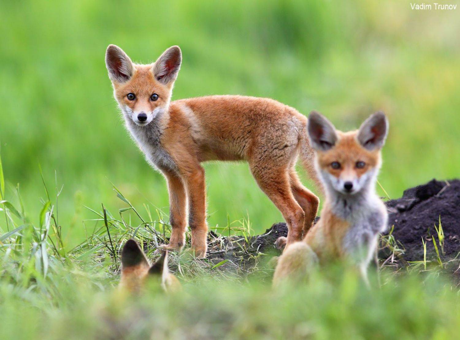 лисёнок, лисята, fox, Вадим Трунов