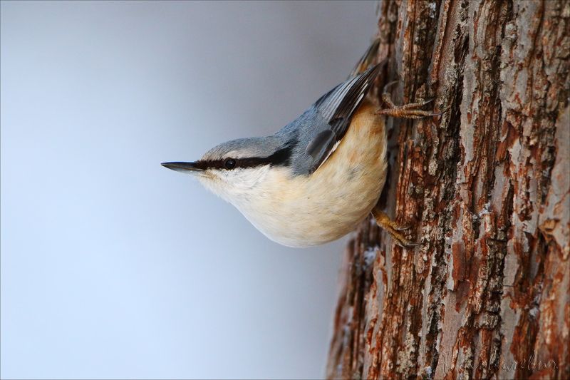 Классика фото превью
