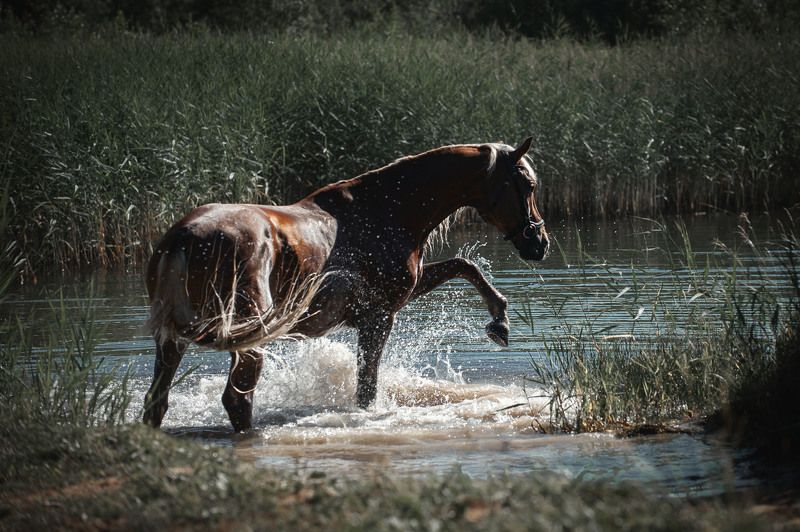 Купание благородного коня фото превью