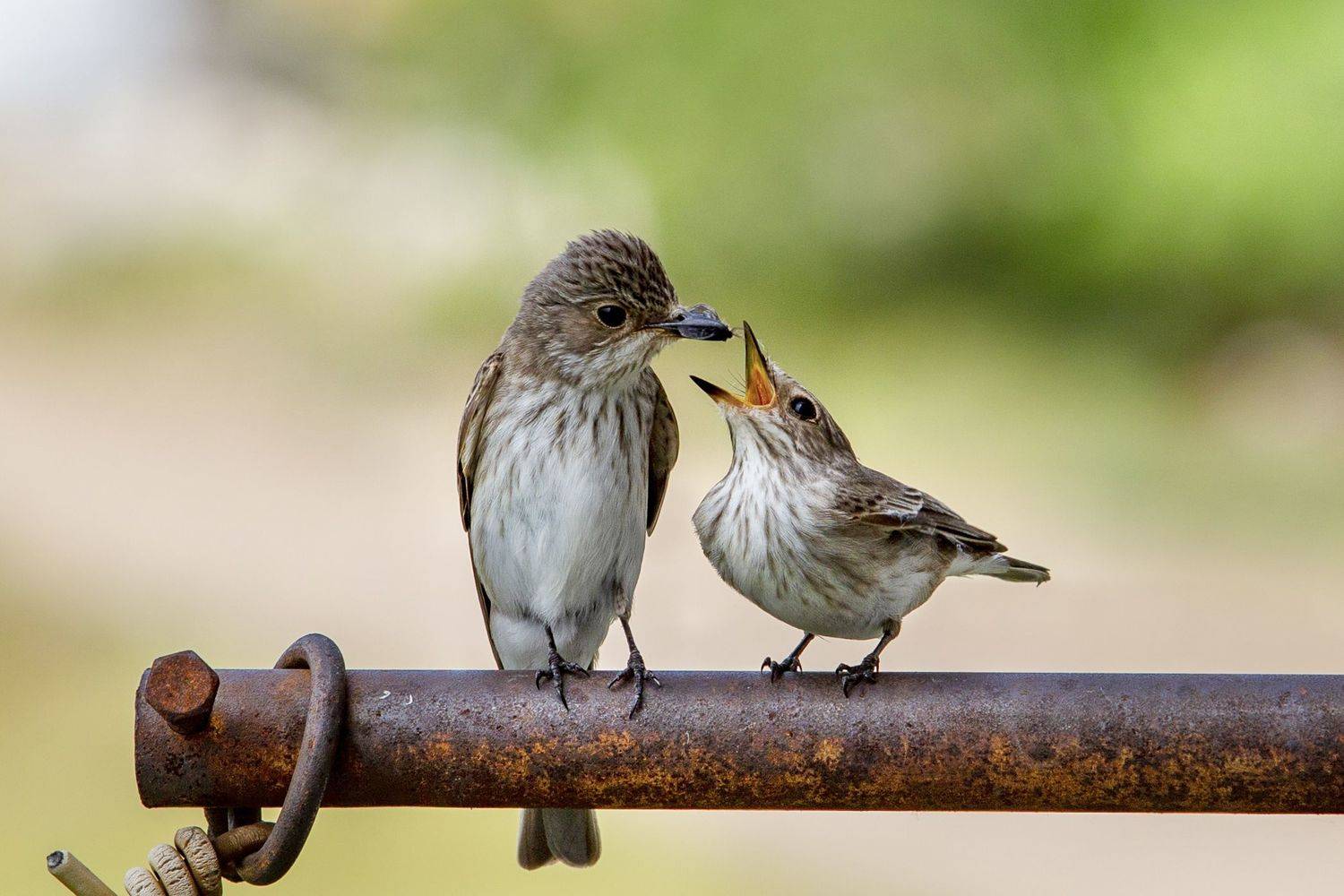 , Валерий Черняк