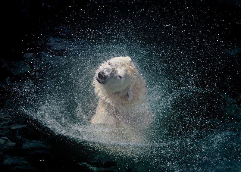 Полярная медведица фото превью