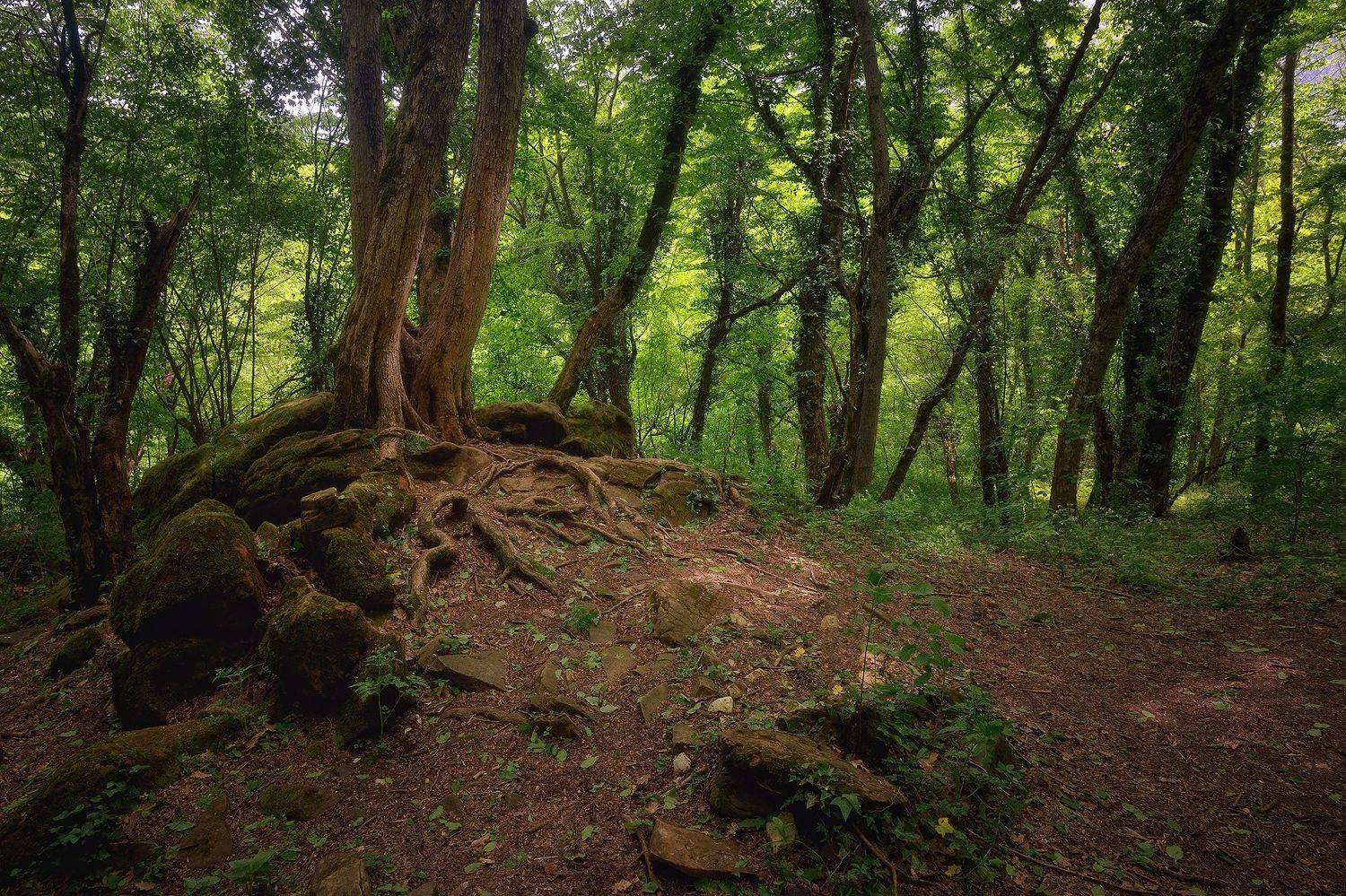, Алексей Никонов