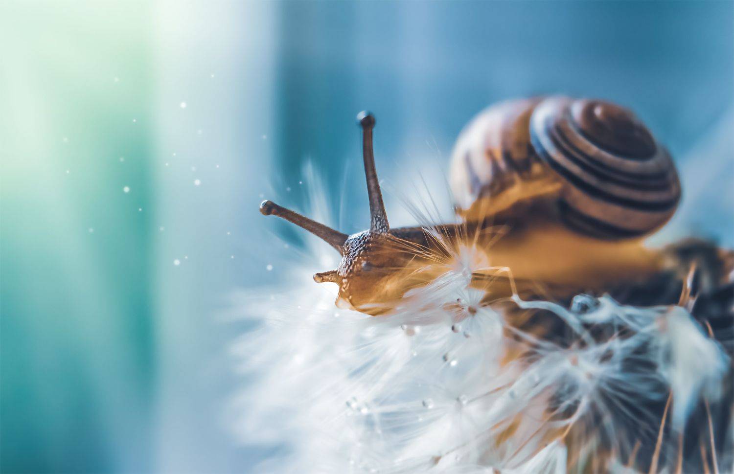 улитка, макро, природа, моллюск, одуванчик, Козлова Юлия