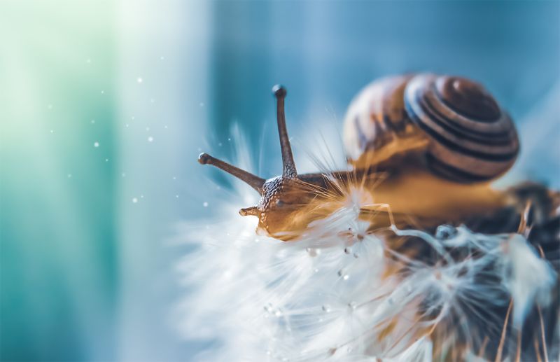 улитка, макро, природа, моллюск, одуванчик Только вперёд фото превью