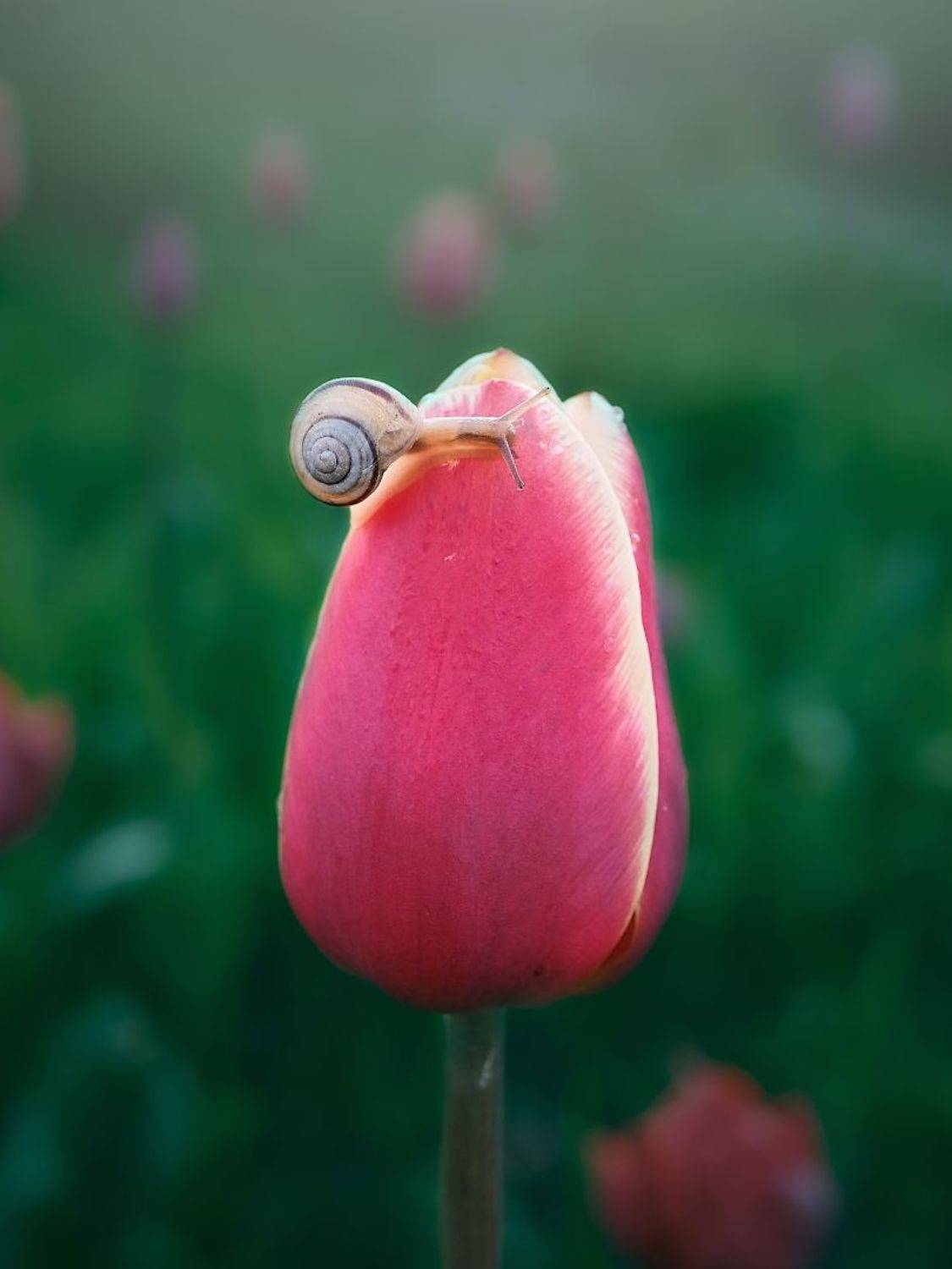 , Сергей Калёв