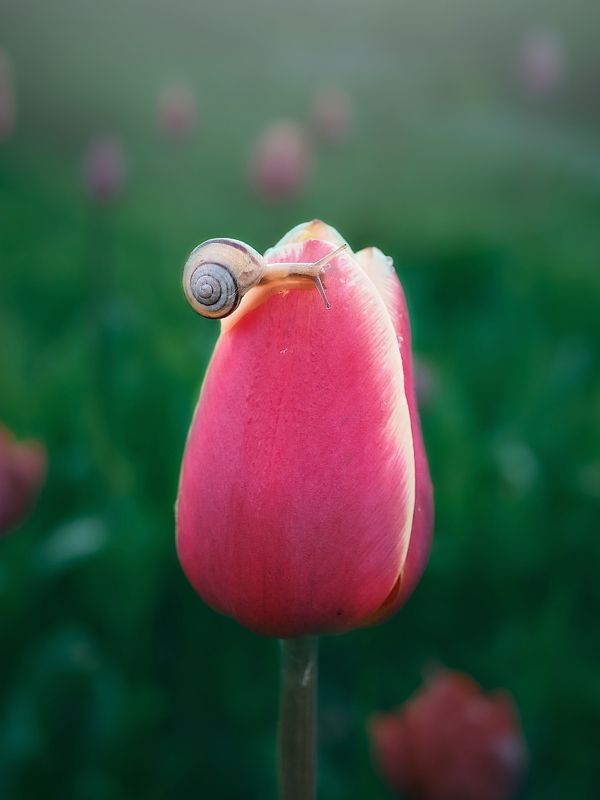 Snails фото превью