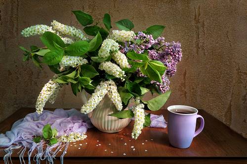 Черемуха и сирень