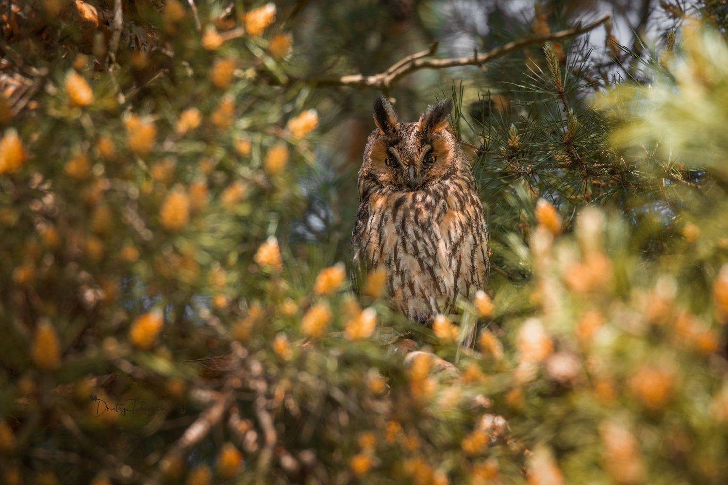 природа, лес, поля, огороды, животные, птицы, макро, Посевич Дмитрий