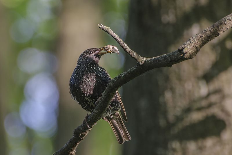 птица, скворец Из майского рациона фото превью