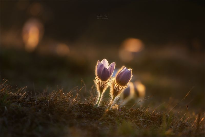 доломитовые альпы,крокусы,passo giau,весна,италия,alps,горы,pulsatilla vernalis \