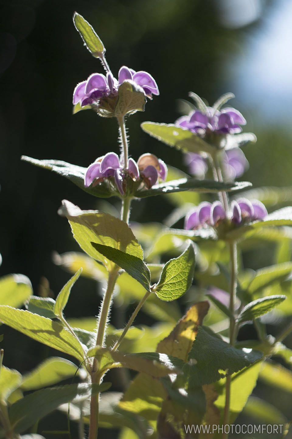 , Елена Ковригина