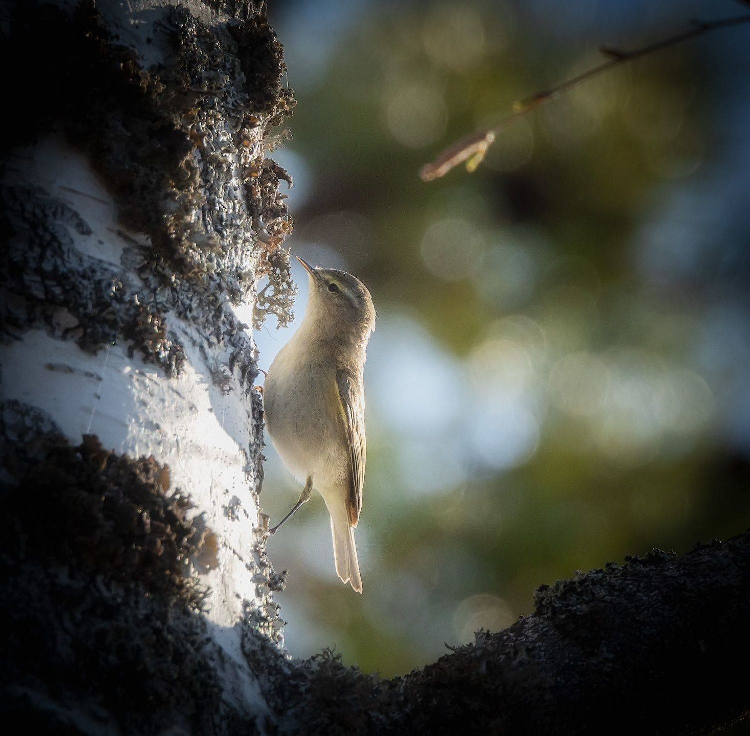пеночка, фотоохота, птицы, Марголин Алексей