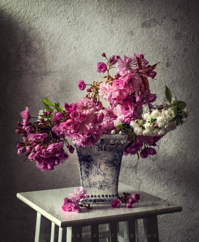 Sakura фото превью