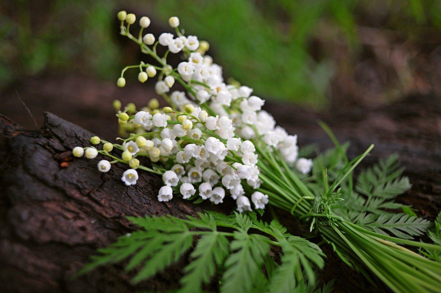 , Дарья Васильева