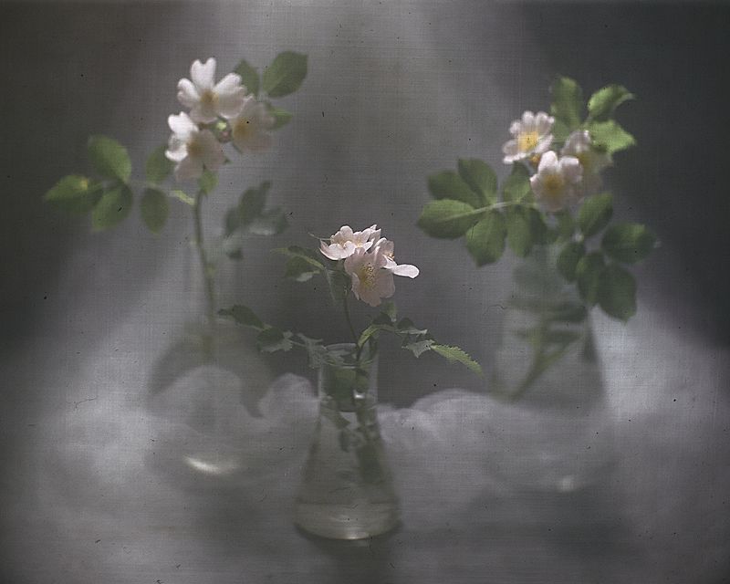 Вальс цветов фото превью