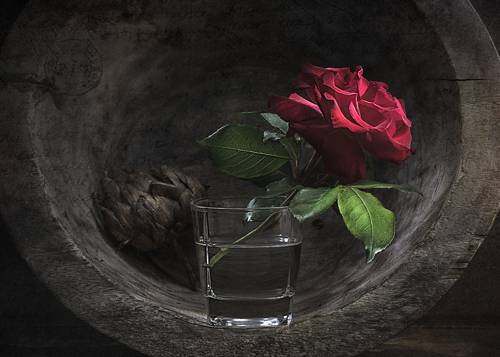 Artichoke & Rose / Артишок и Роза