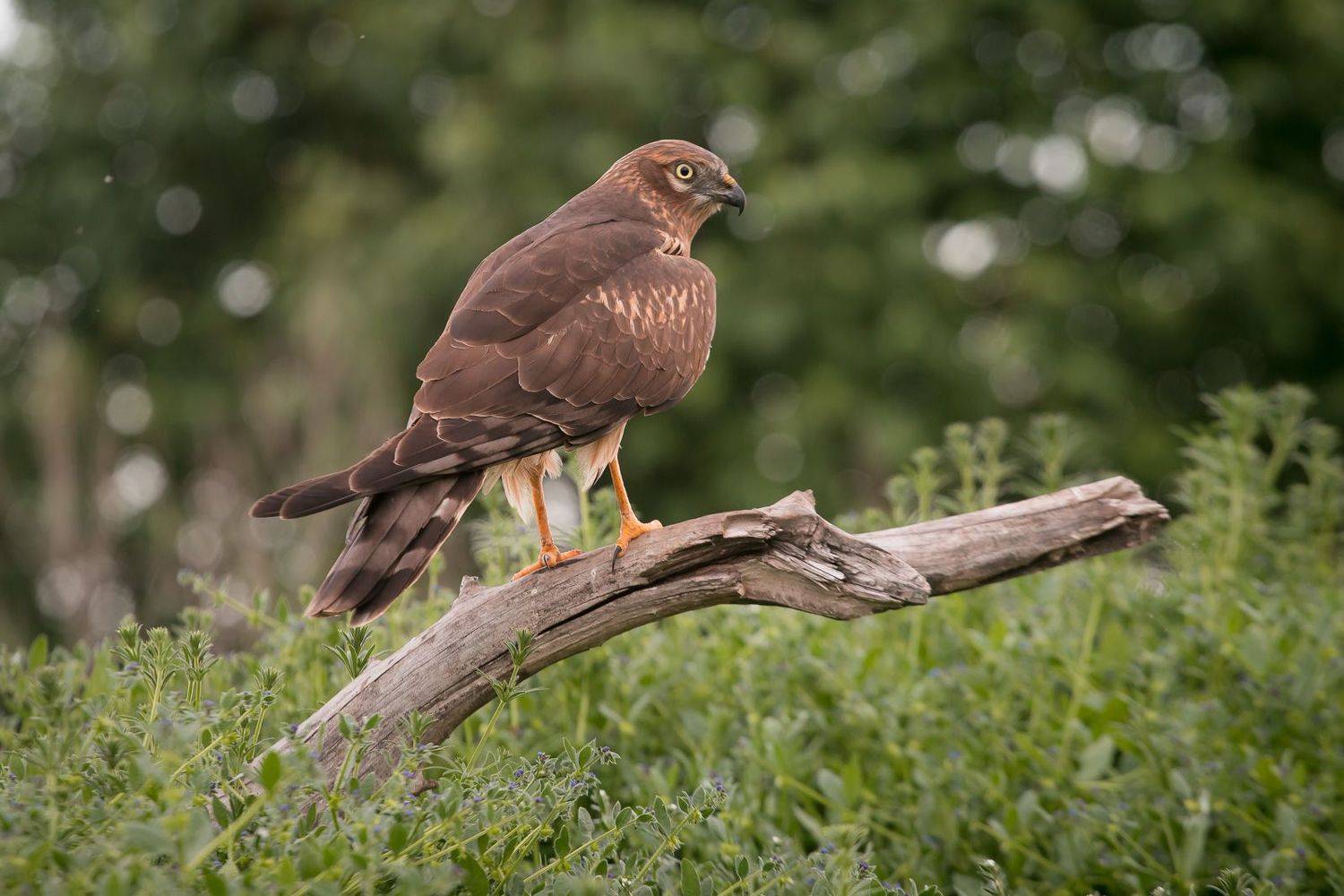 птицы, birds, луговой лунь, wildlife, весна, spring, montagu\'s harrier, Алексей Юденков