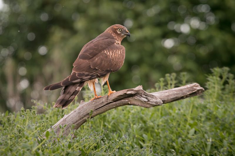 птицы, birds, луговой лунь, wildlife, весна, spring, montagu\\\'s harrier Луговой лунь, самка фото превью