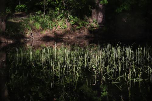 Лучик света