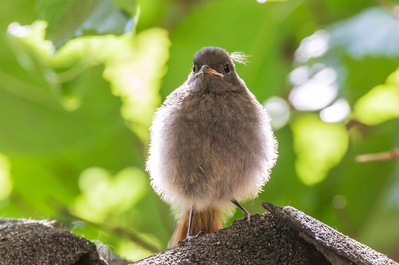 , Илья Михеев