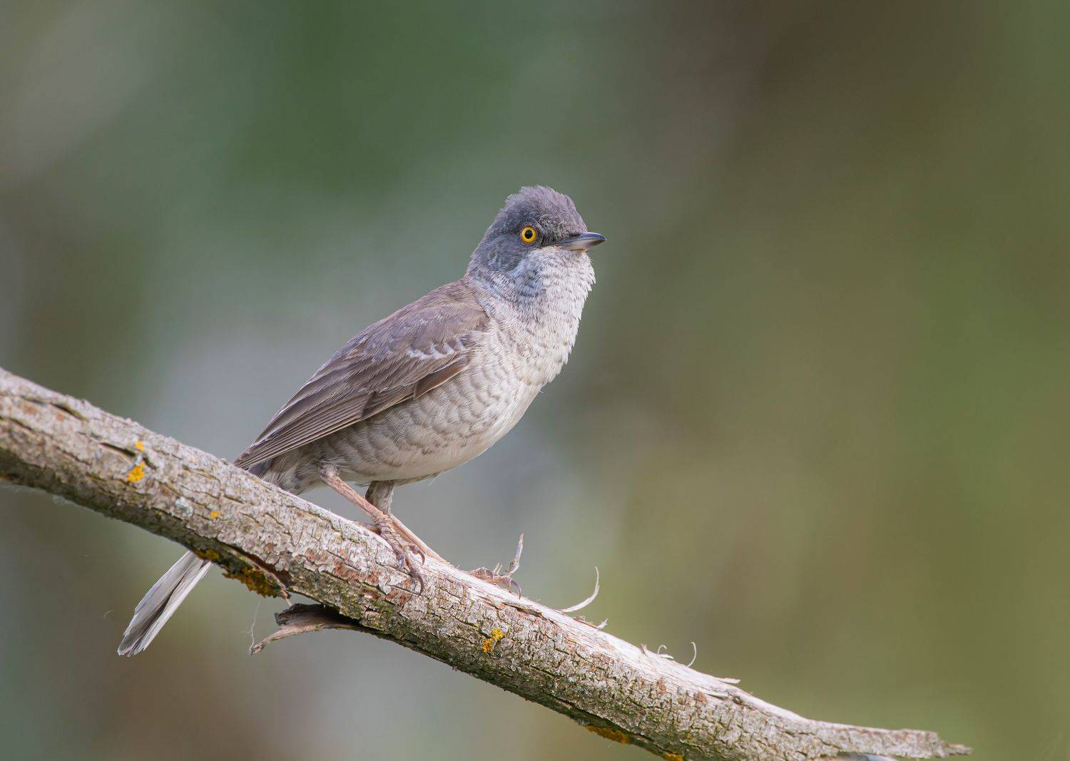 птицы,природа, лето, Андрей Киселёв