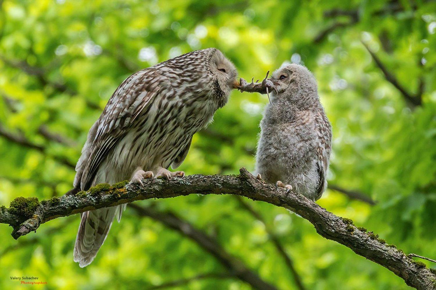 , Валерий Субачев