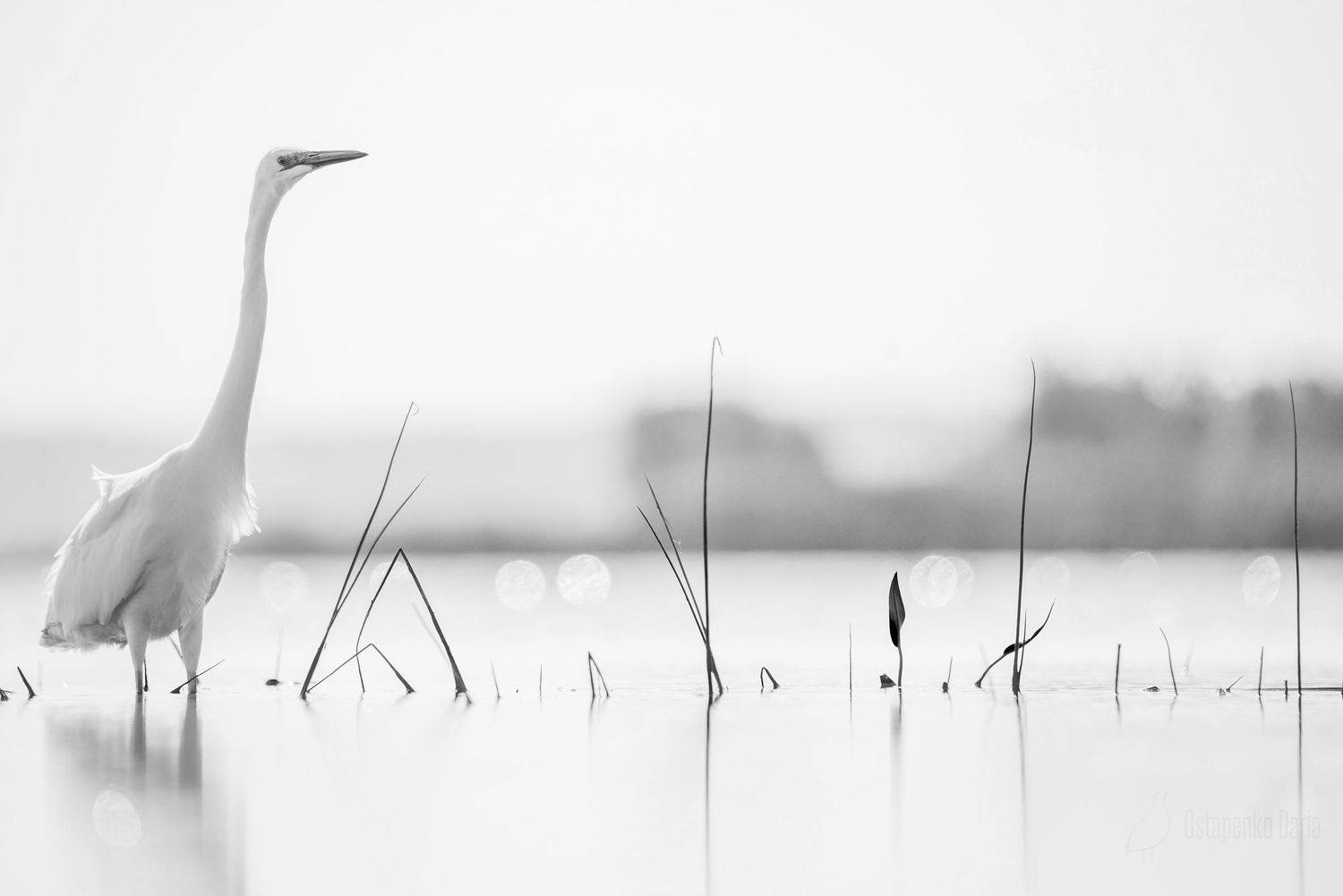 цапля, ч/б, птицы, Остапенко Дарья