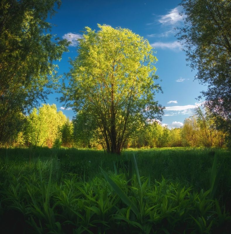 Ясный день в пойменном лесу фото превью