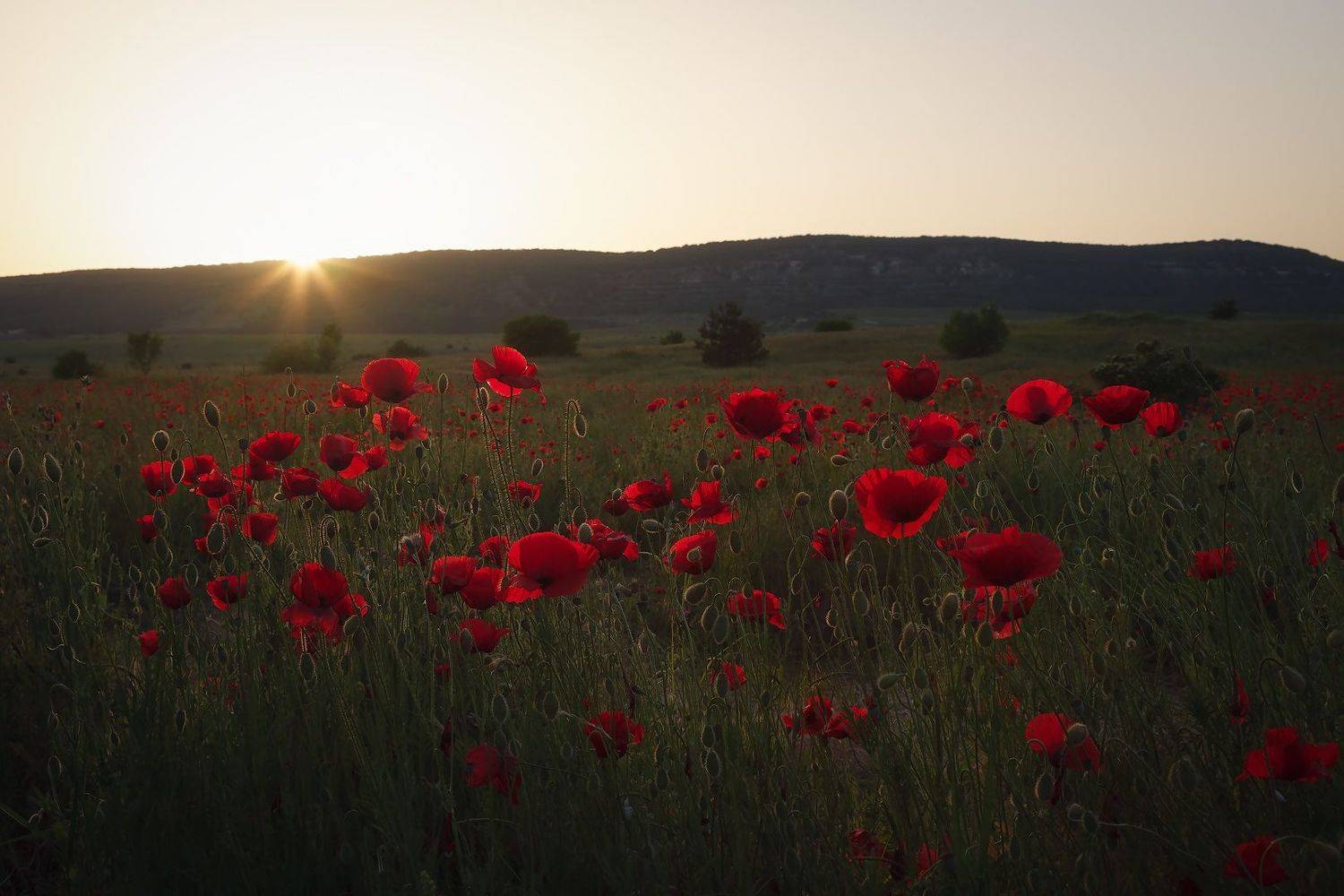 крым, весна, маки., Владимир Дубинин