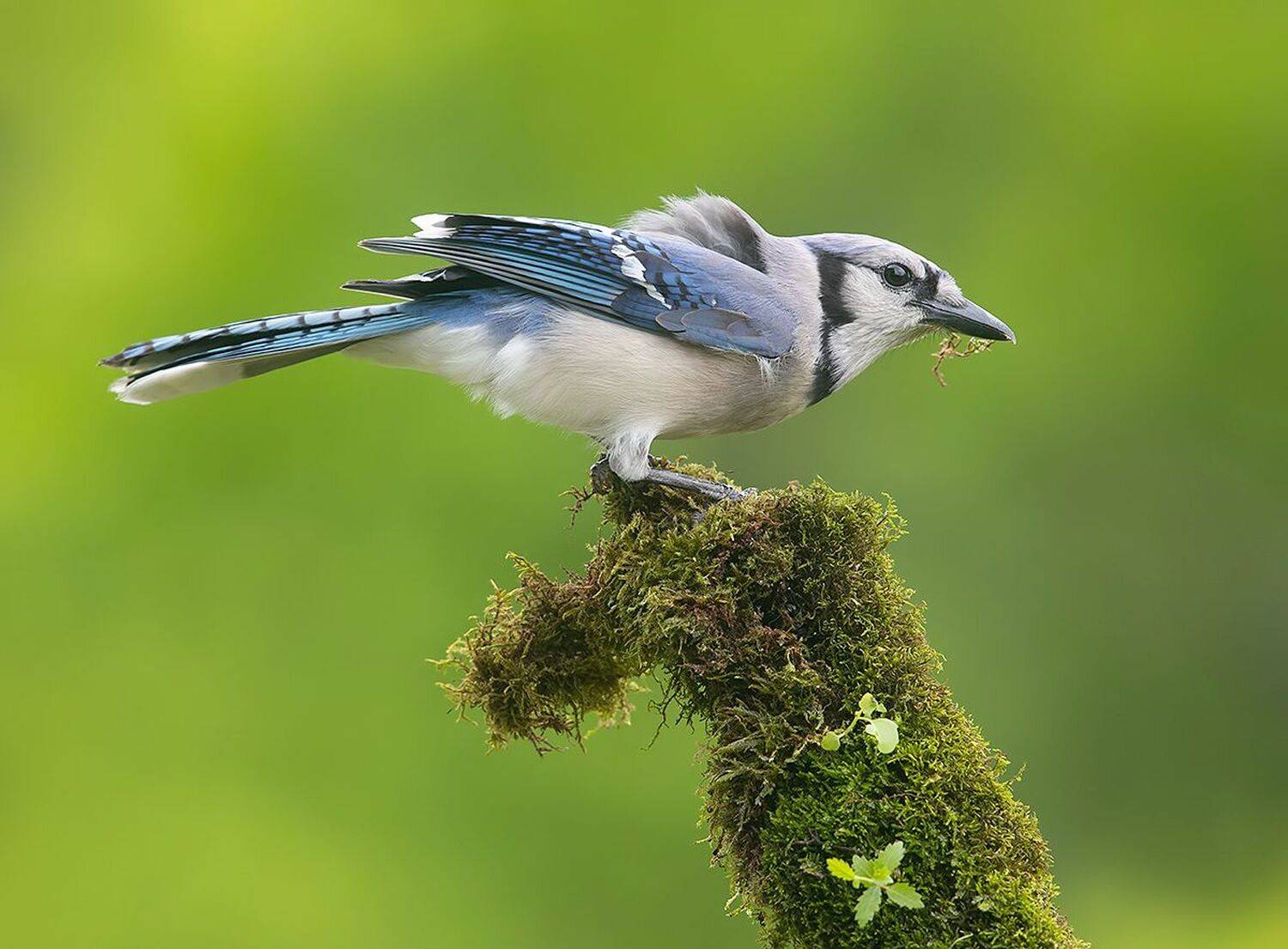 сойка, голубая сойка, jay, blue jay, Etkind Elizabeth