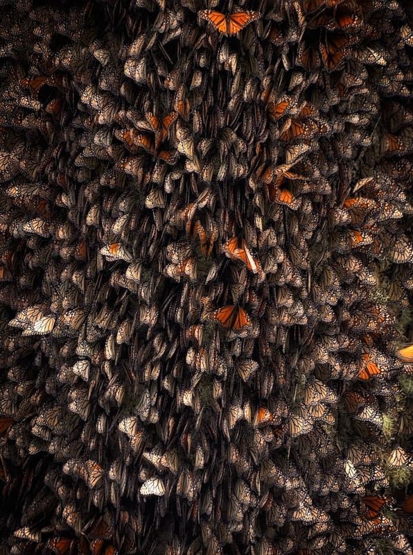 Nature фото превью