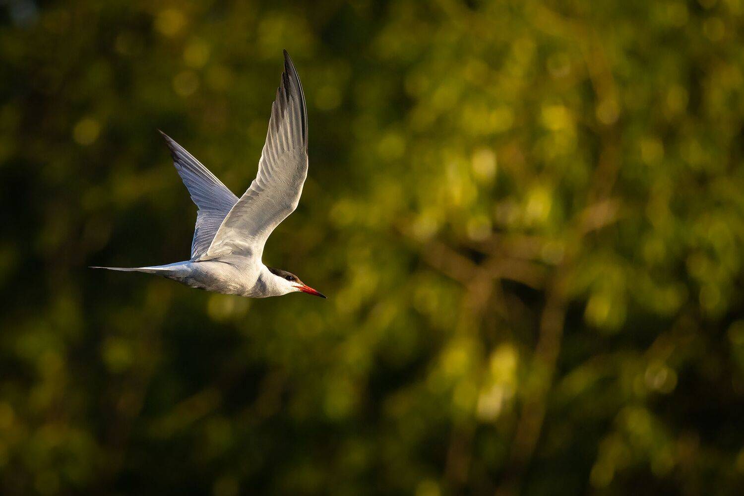 , Robert Adamec