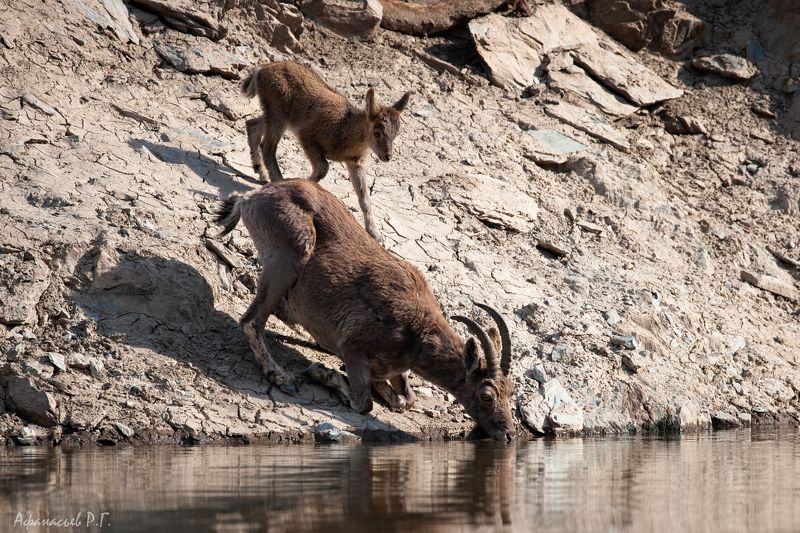 сибирский горный козел, козерог С мамой на водопое фото превью