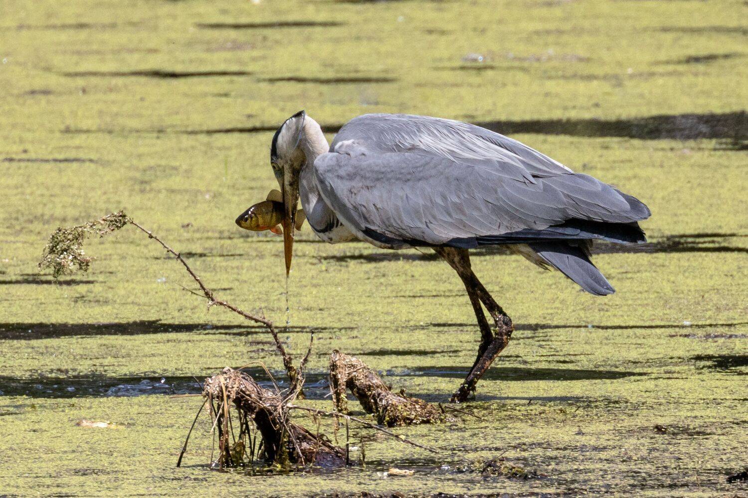 цапля, птицы, пернатые, Глебов Сергей