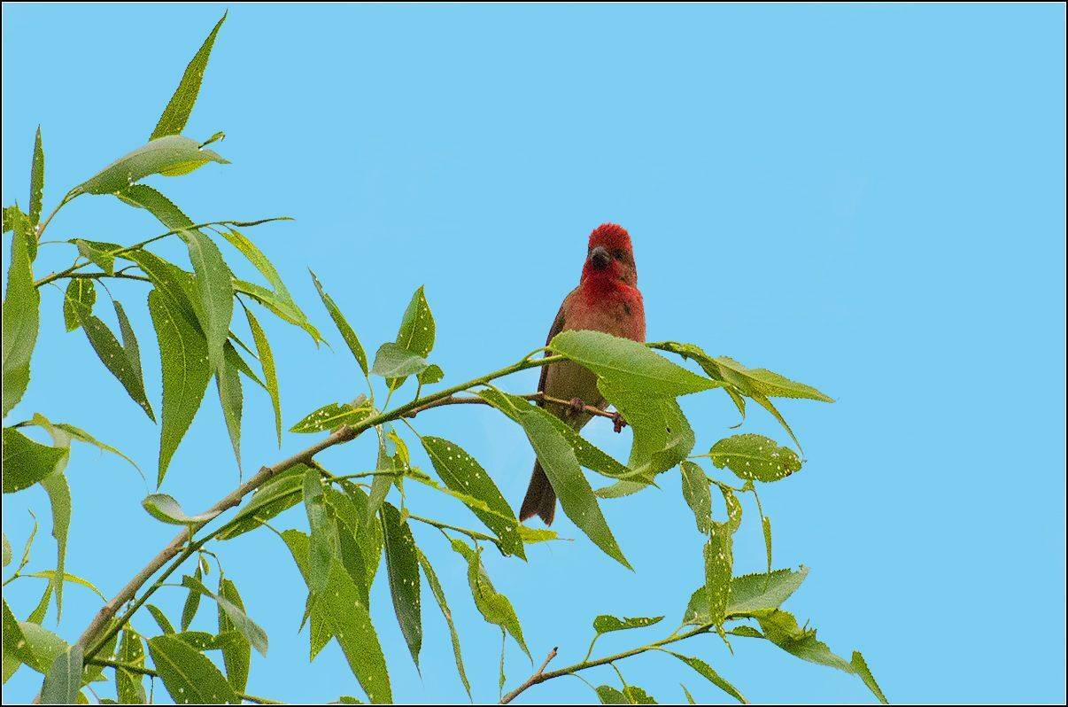 москва, парк, птица, АНАТОЛИЙ ДОВЫДЕНКО