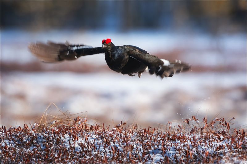 * * * фото превью