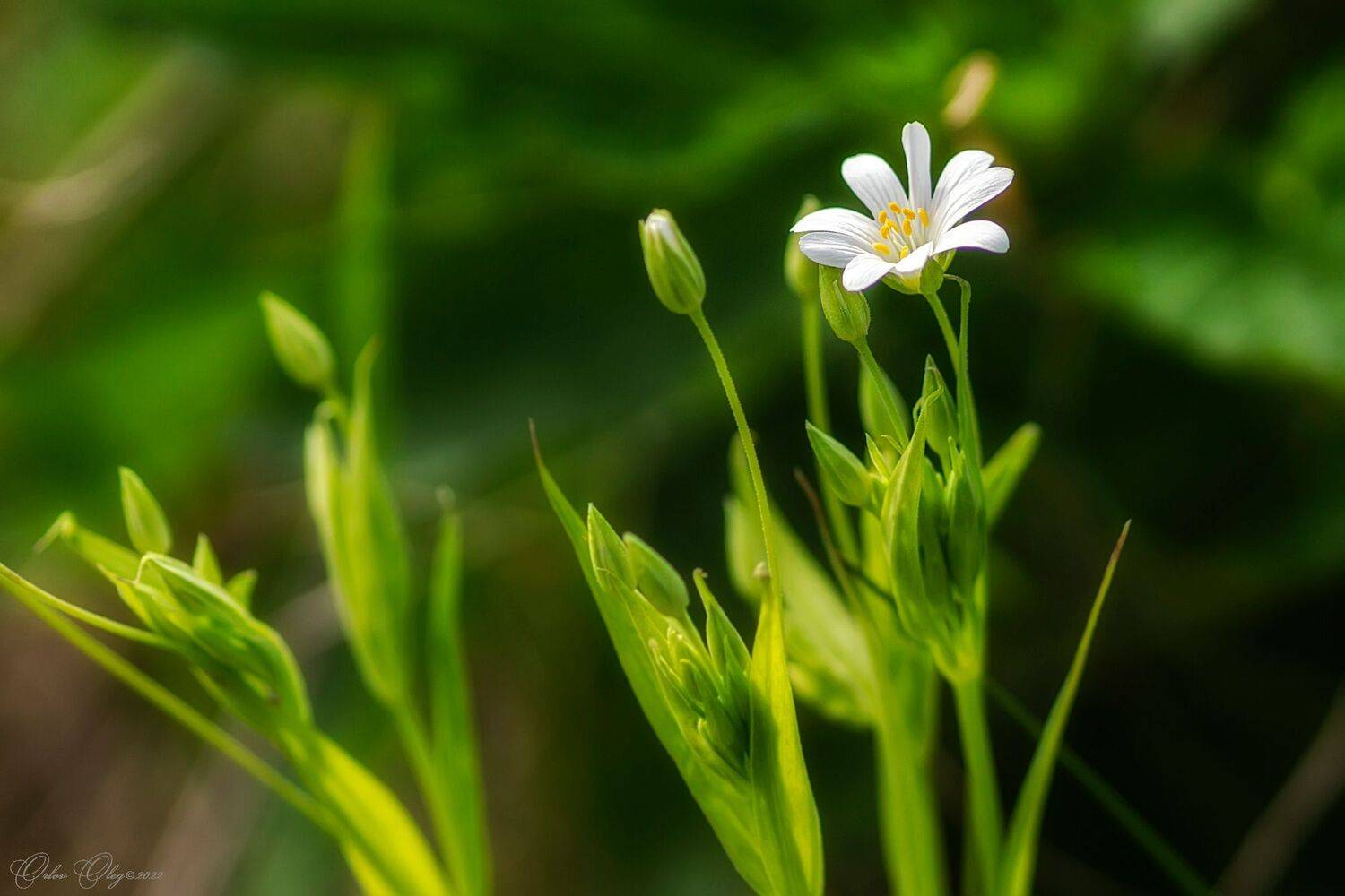 , Орлов Олег