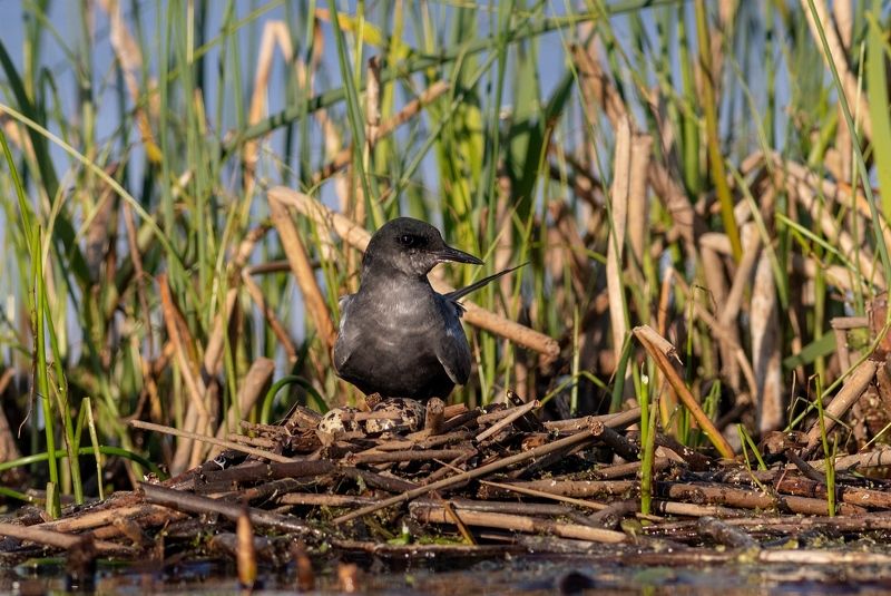 чёрная крачка, птица, животные, фотоохота, крачка, birds На гнезде ( Чёрная болотная крачка ) фото превью