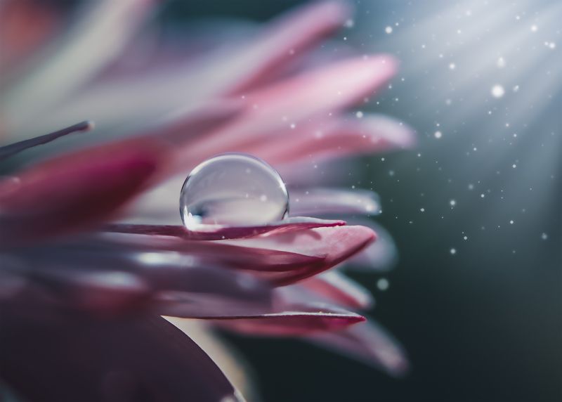 капля, цветок, макро, природа Капелька в лучах света. фото превью