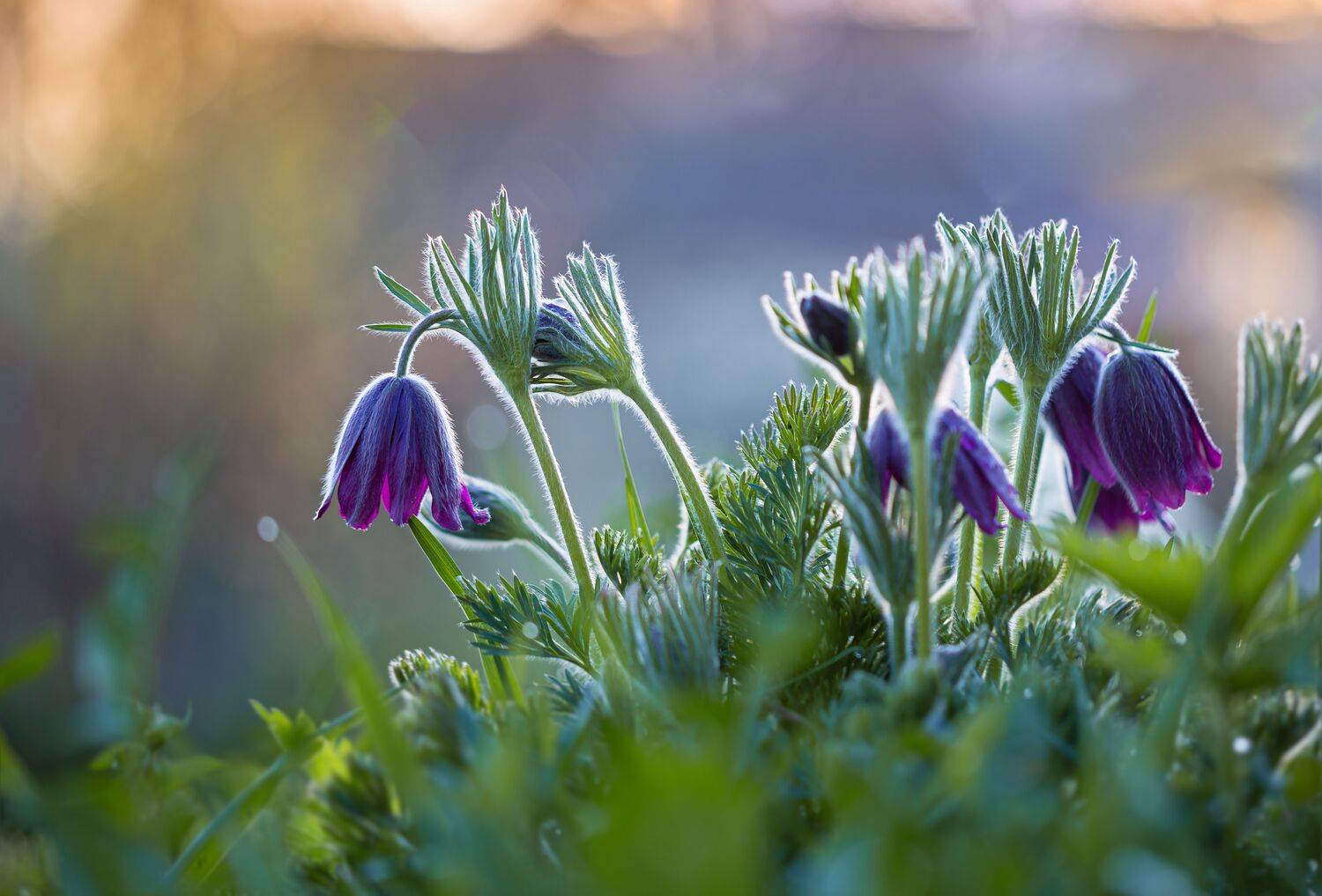 , Зеленько Дмитрий