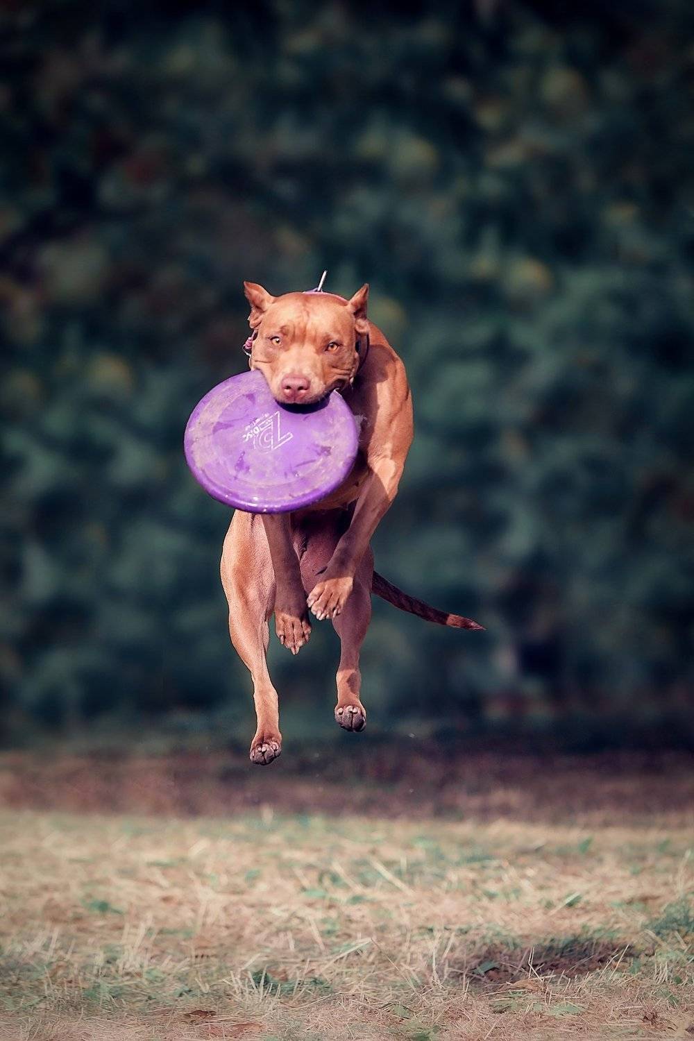 , Галина Ледок