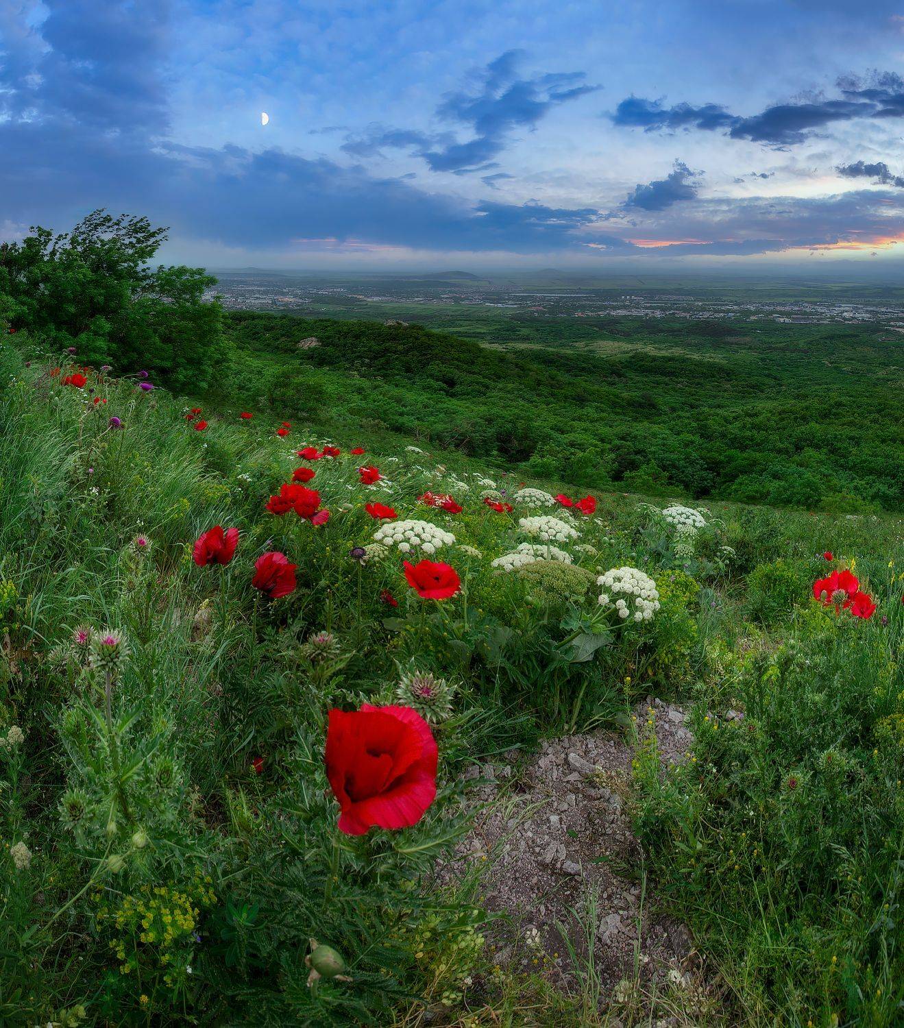 бештау,маки,реликтовые маки,кмв,природа,пейзаж,вечер,лето, Елена Брежицкая