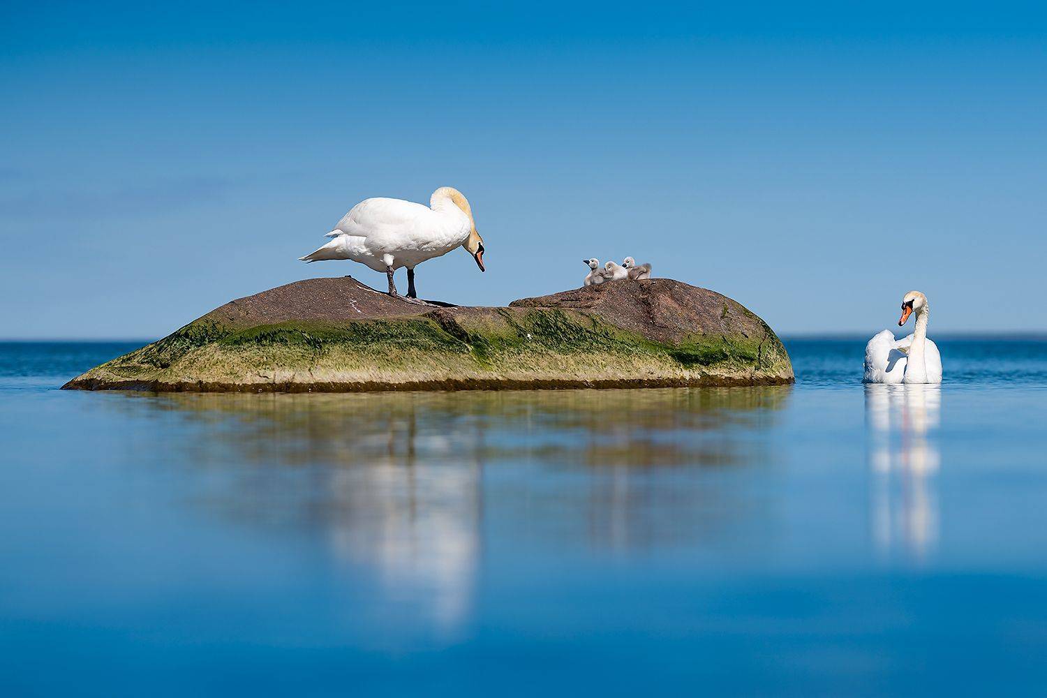 , Александр Абросимов