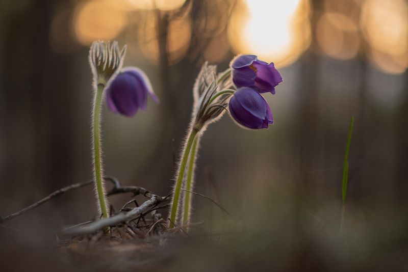 природа, цветы, макро, закат Пробуждение природы фото превью