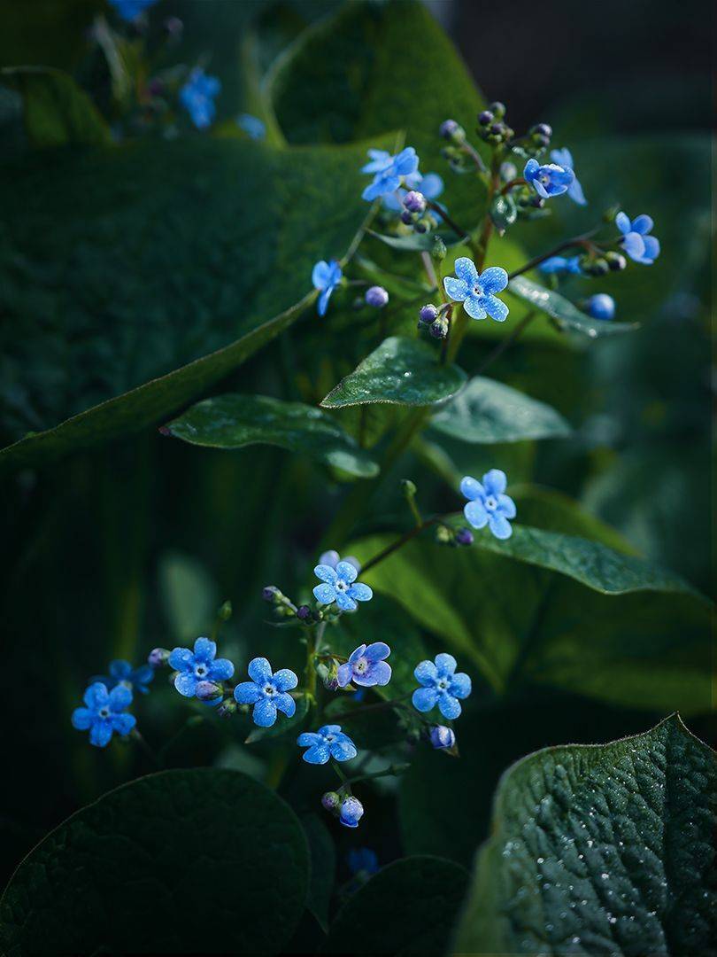 , Сергей Калёв