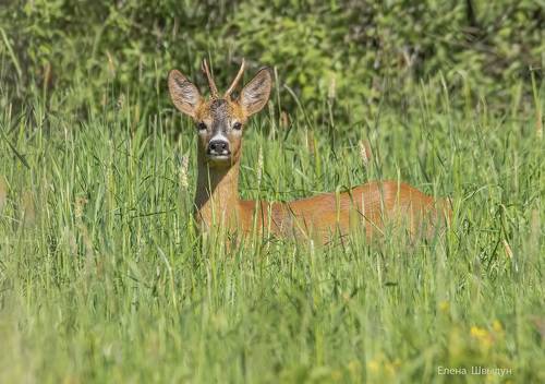 Roe deer