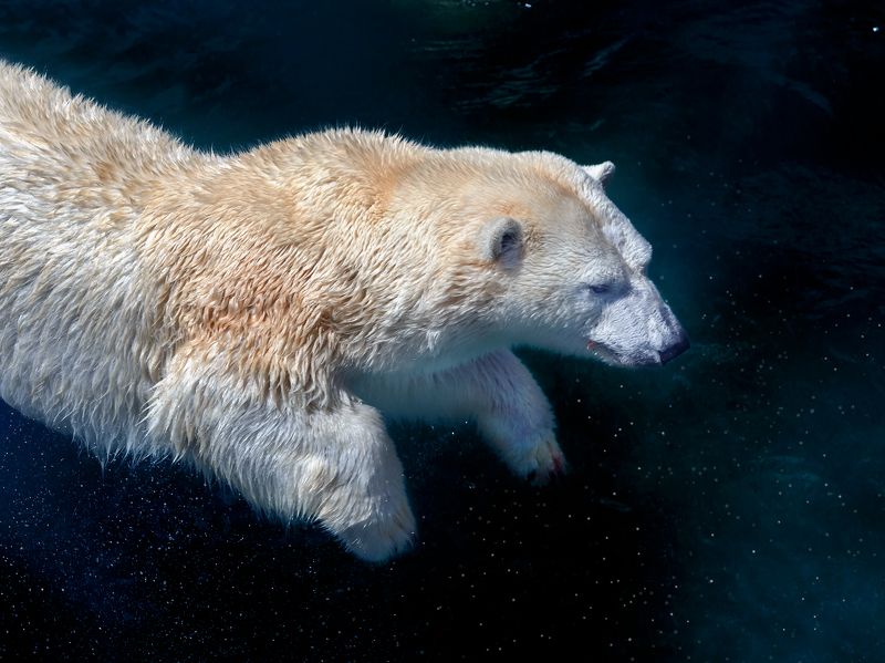 Полярный медведь фото превью