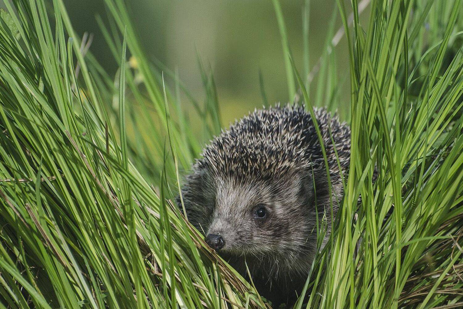 ёж, Михаил Агеев