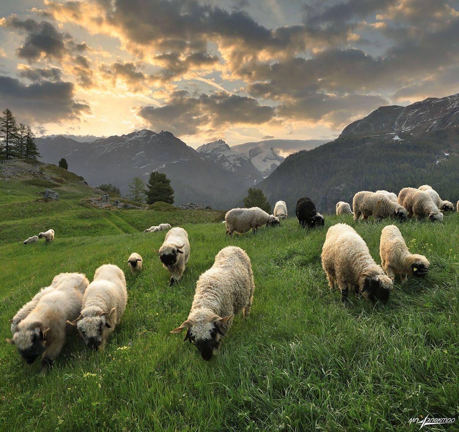 swiss, Матвеев Николай